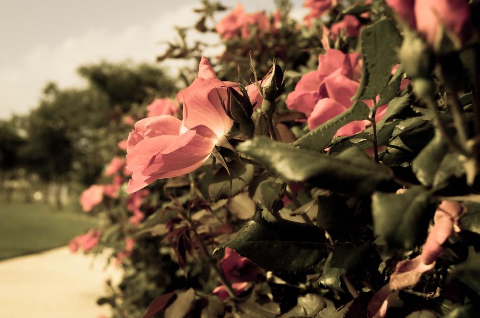 Free Image of Garden Flowers  