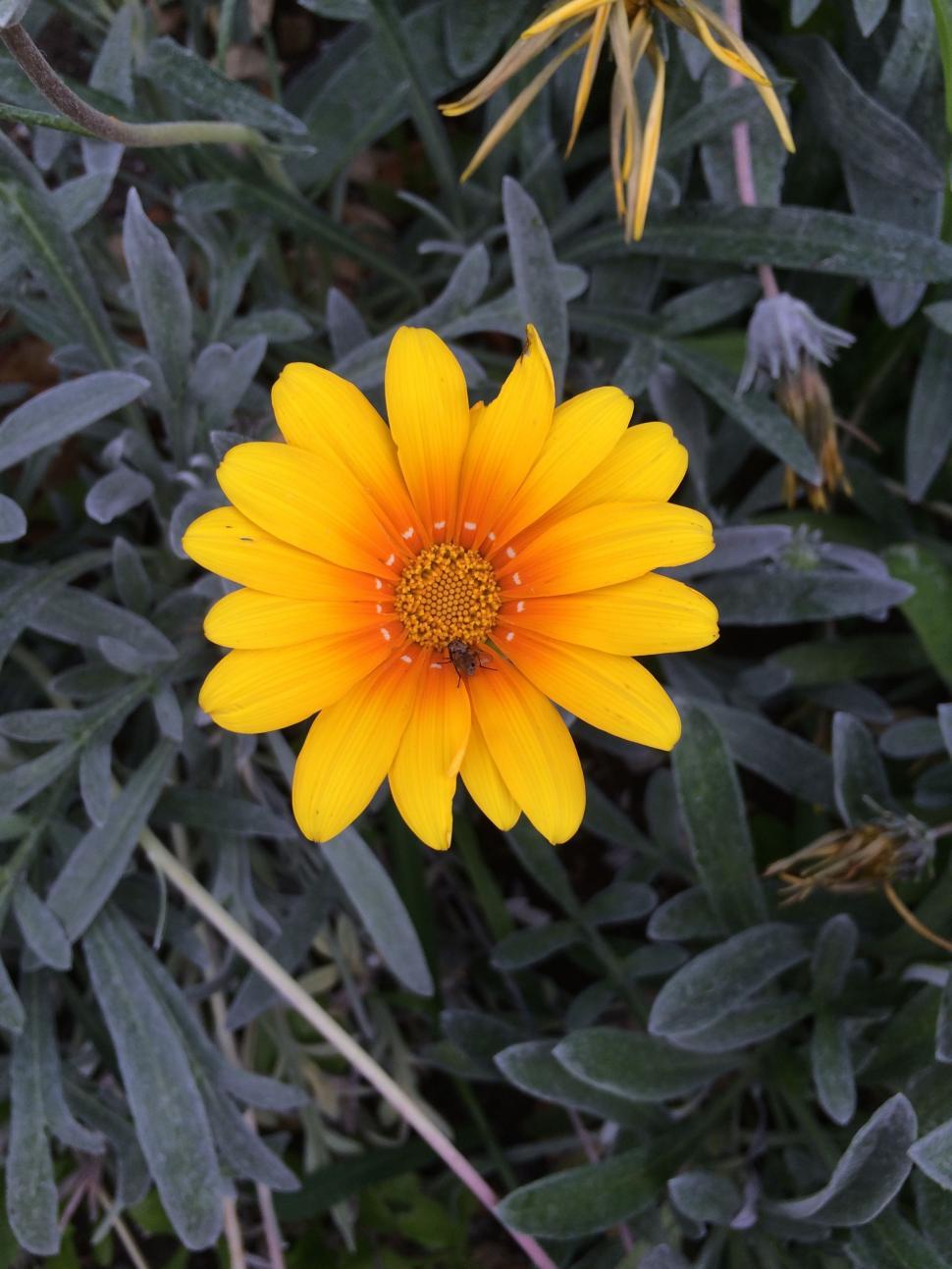 Free Image of Bee on yellow flower  