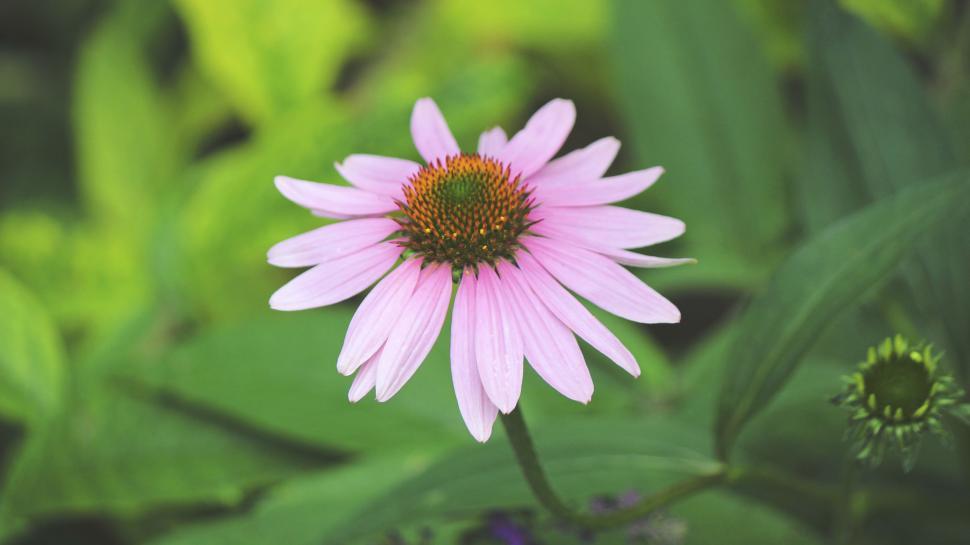 Free Image of One Pink Flower with stem 