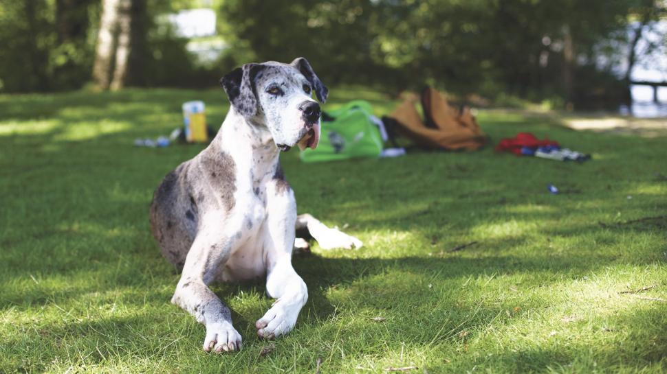 Free Image of Great Dane (Dog)  