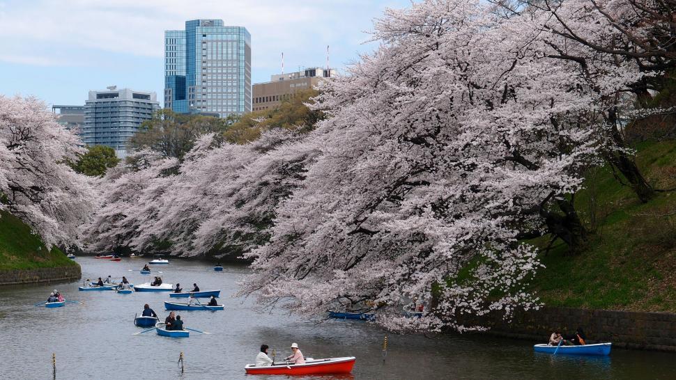 Free Image of Cherry blossom in Tokyo  
