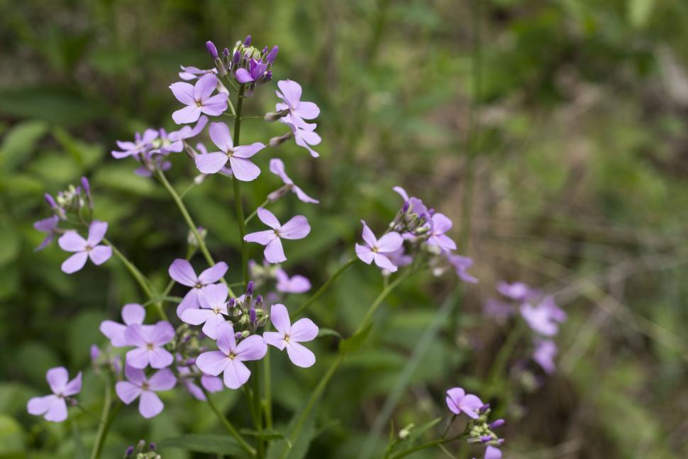 Free Image of Purple Flowers  