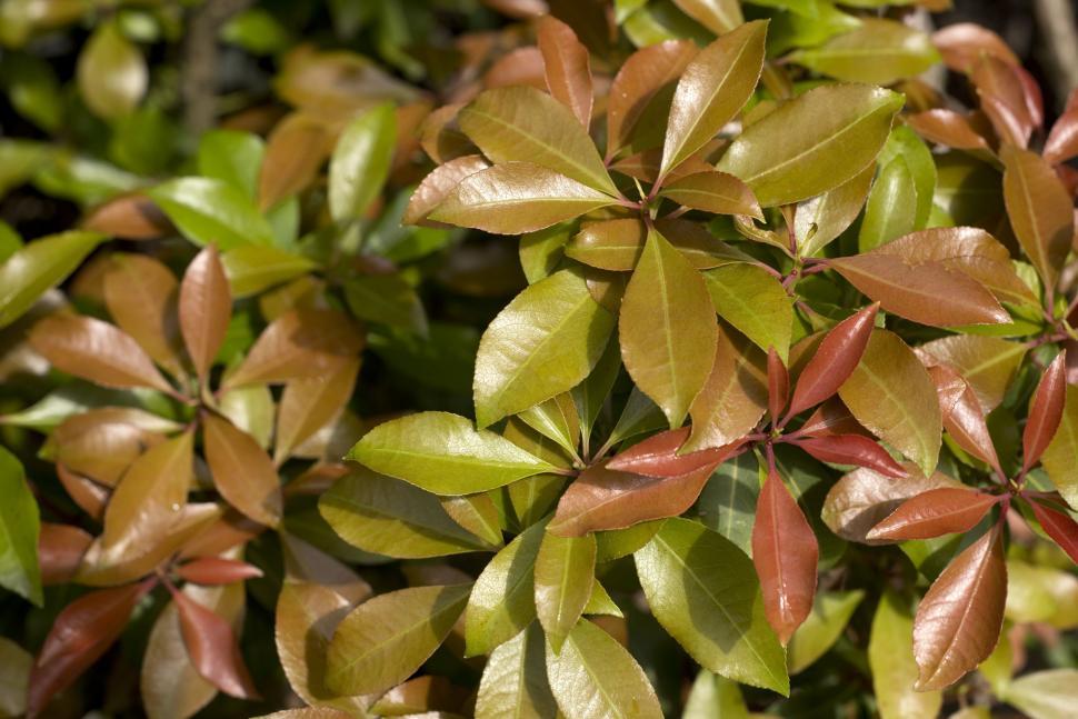 Free Image of Autumn Leaves  