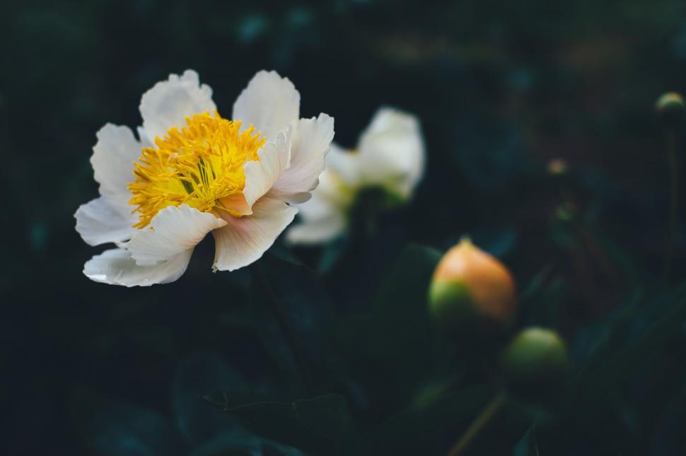 Free Image of White Petals Flower  