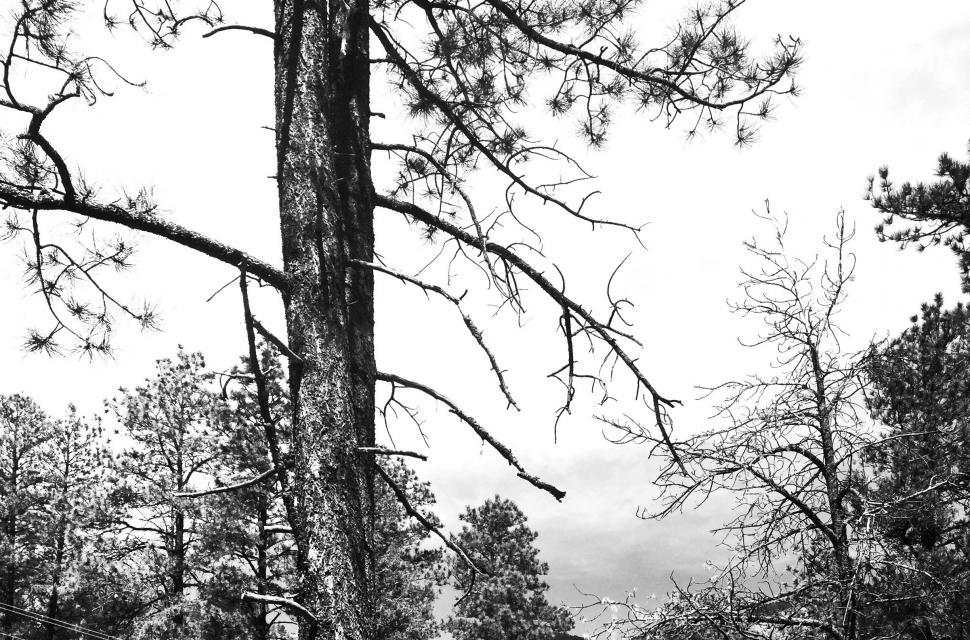 Free Image of Tree Branches  