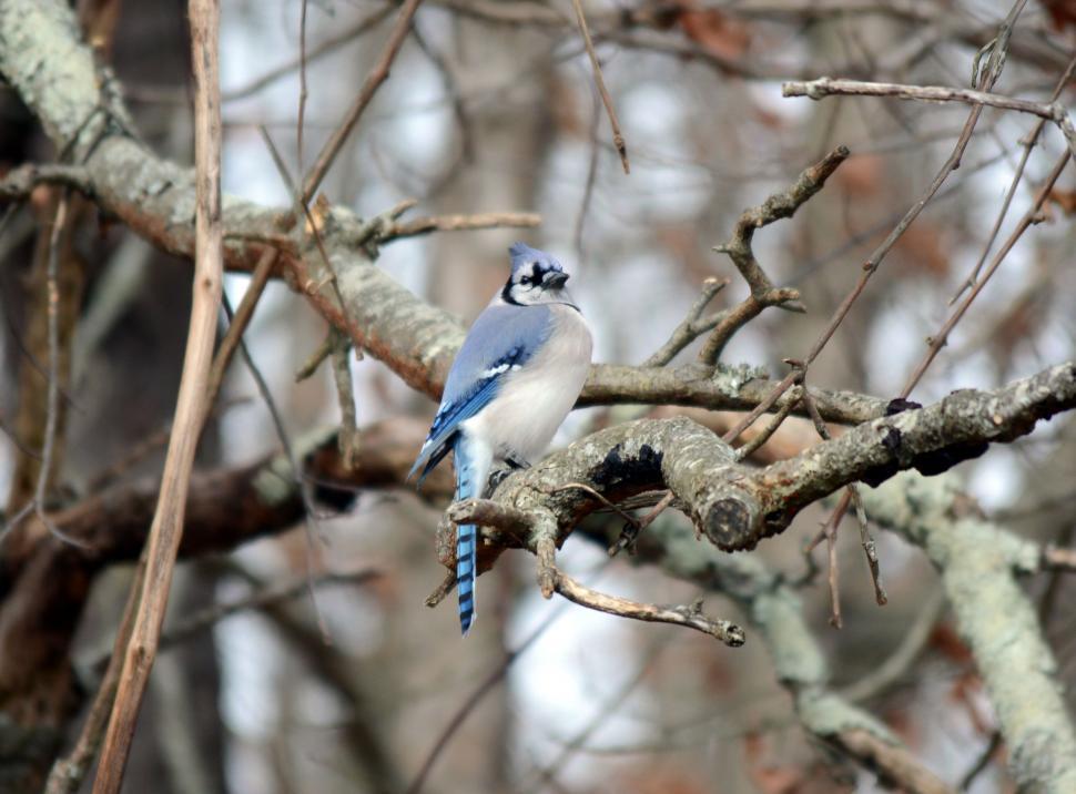 Free Image of Blue jay (Bird)  