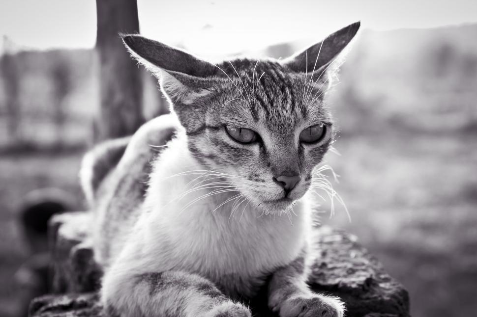 Free Image of Close up of cat  