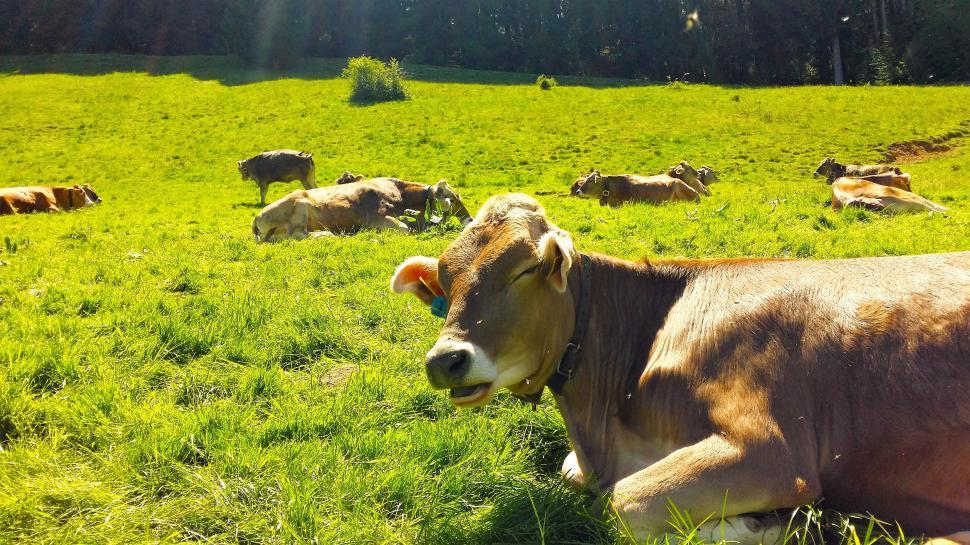Free Image of Farm Animals  