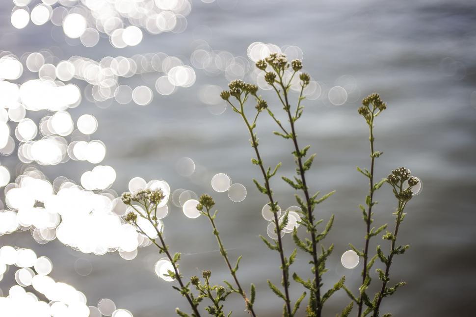 Free Image of Tiny Flower with bokeh effect  