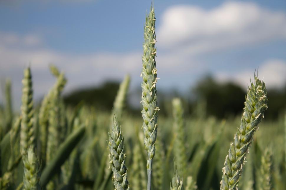 Free Image of Corn Field 
