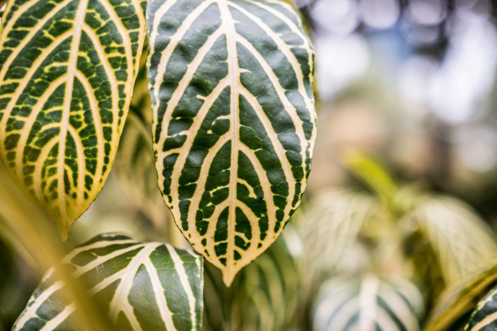 Free Image of Green Leaves with white stripes  