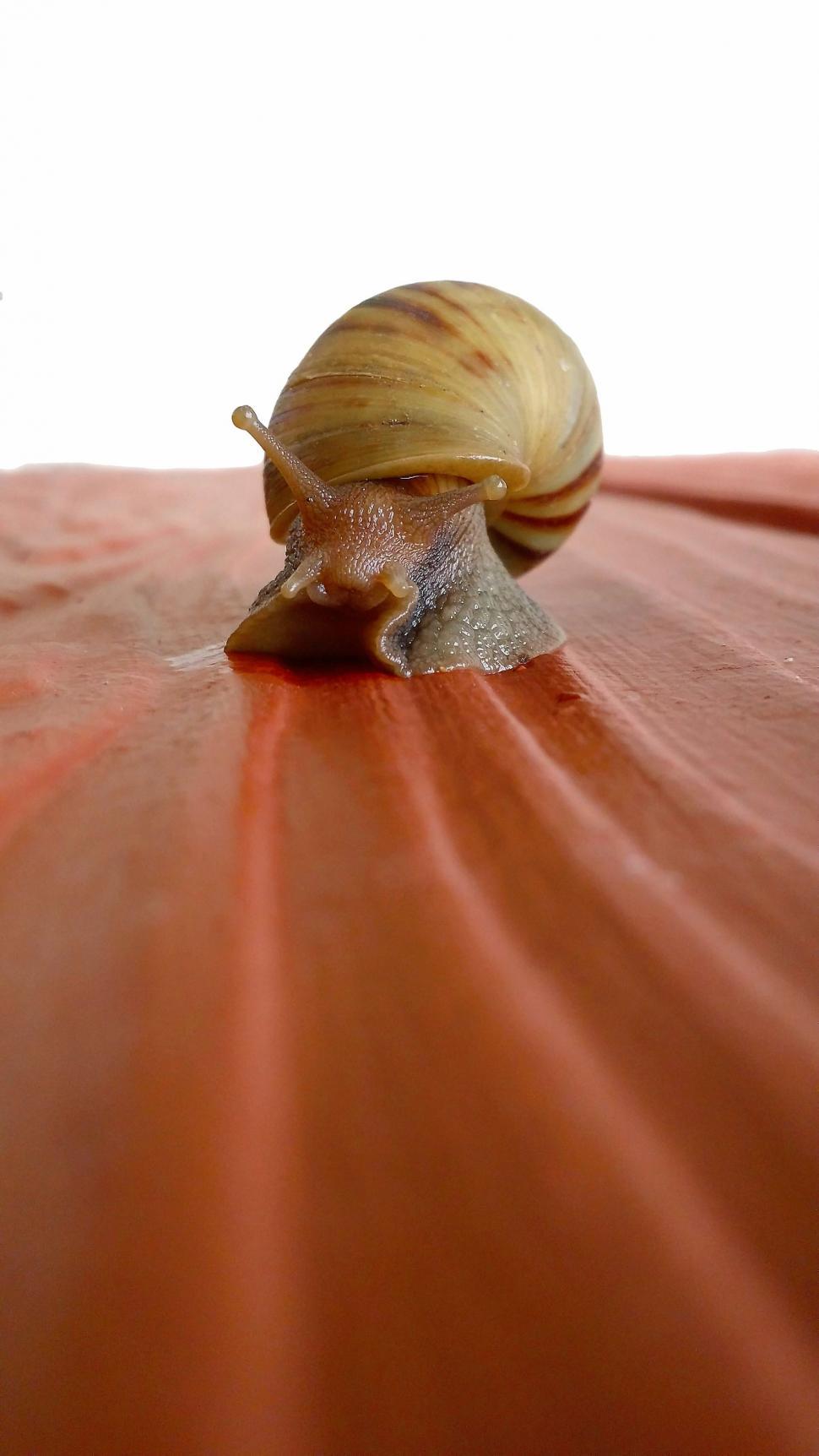Free Image of Gastropod 