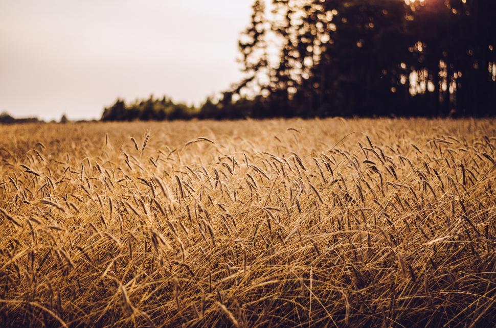 Free Image of Wheat field 