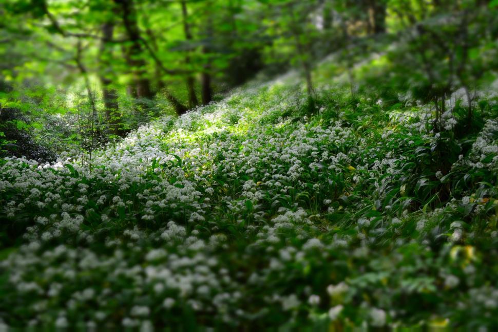 Free Image of Wild Flowers  