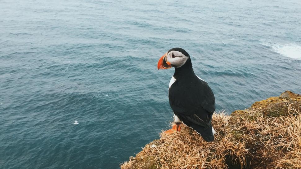 Free Image of Puffin (bird)  
