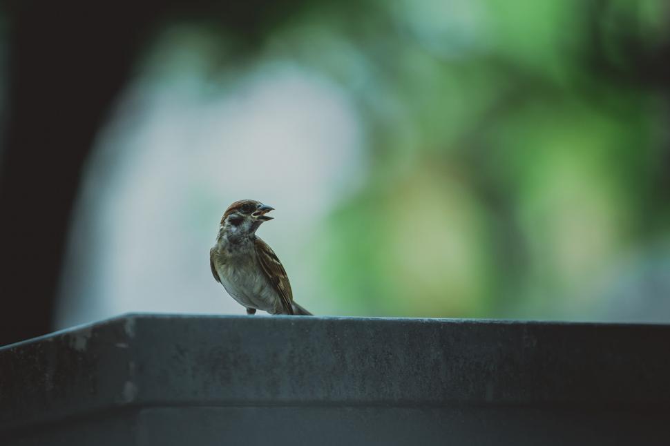 Free Image of One Sparrow (bird)  