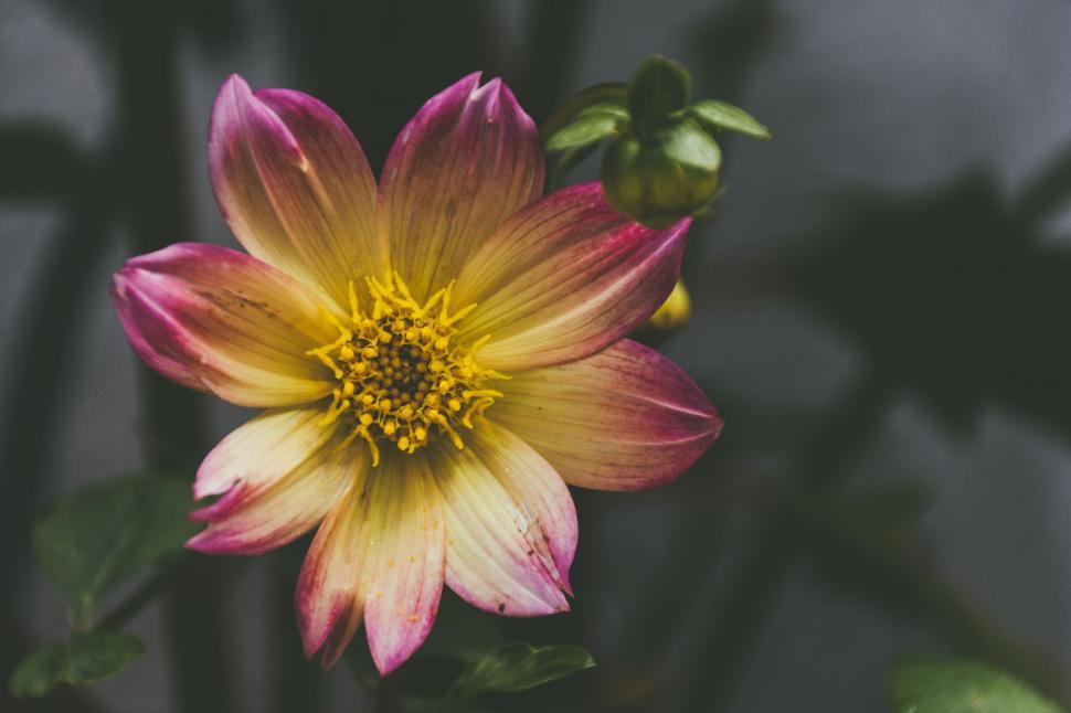 Free Image of Yellow and pink flower  