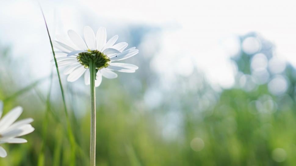 Free Image of Chamomile Flower  