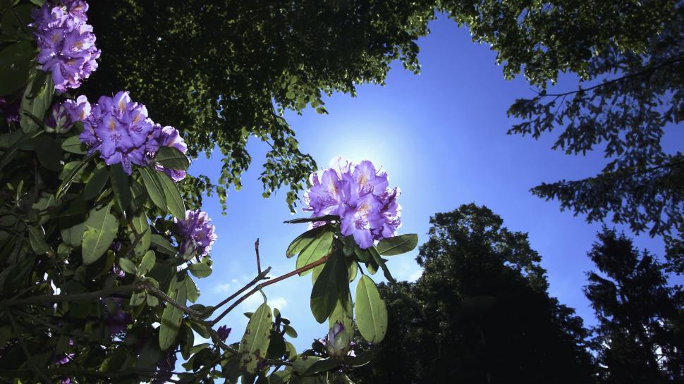 Free Image of Purple flowers on tree 
