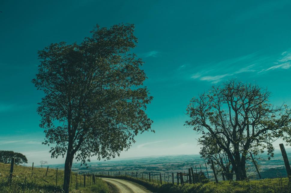 Free Image of Big Trees against sky 