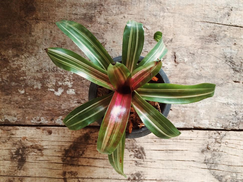 Free Image of Green Leaves Flower Pot on Wooden Table  