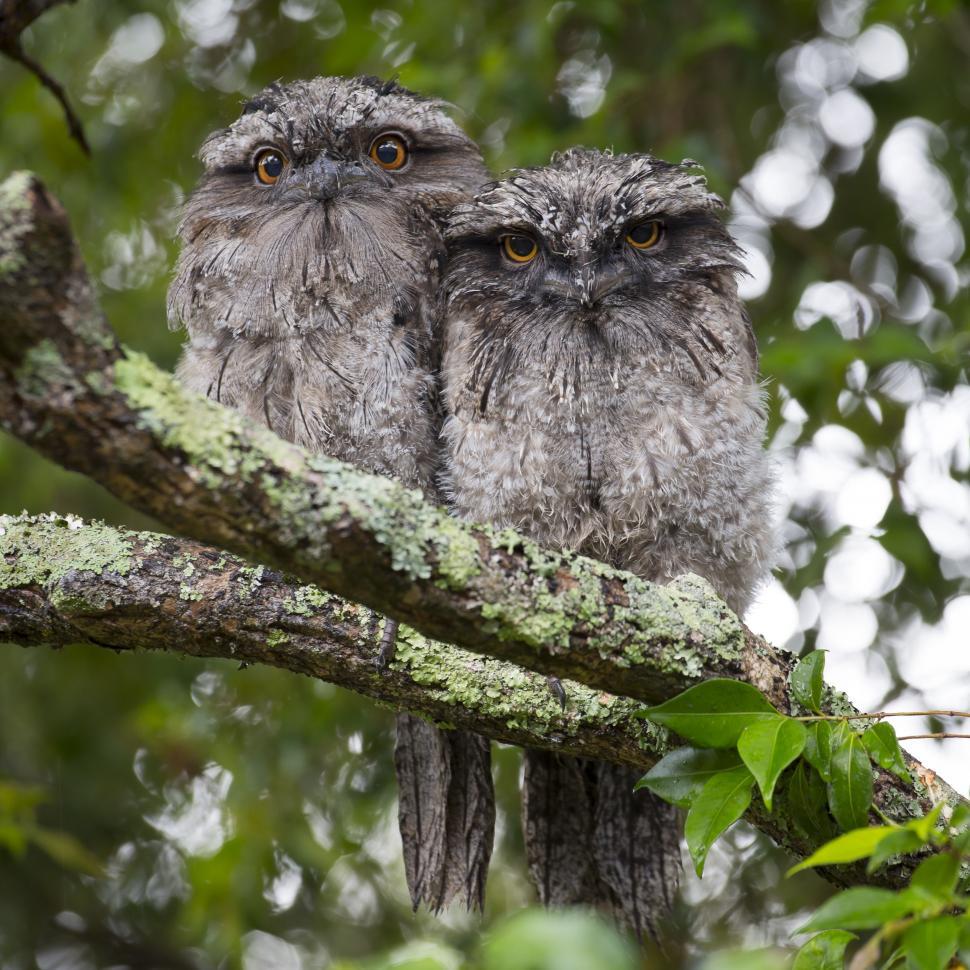 Free Image of Two Owls looking at camera  