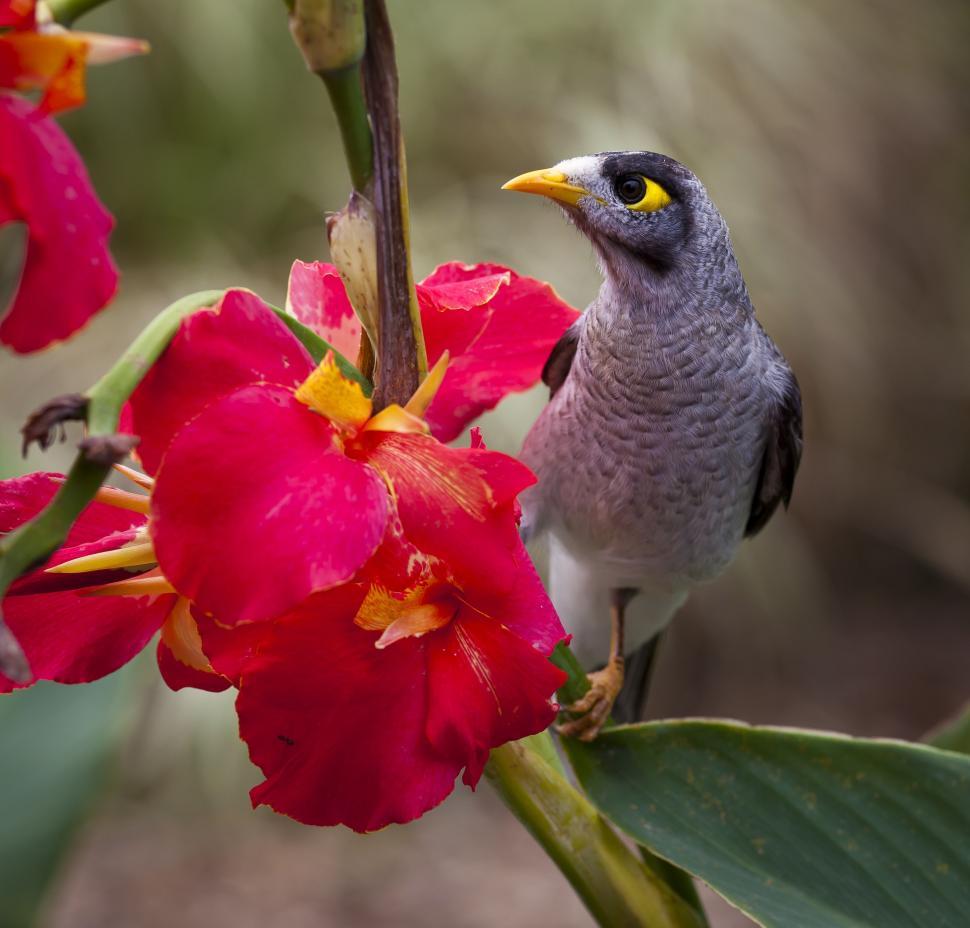 Free Image of Noisy miner (bird)  