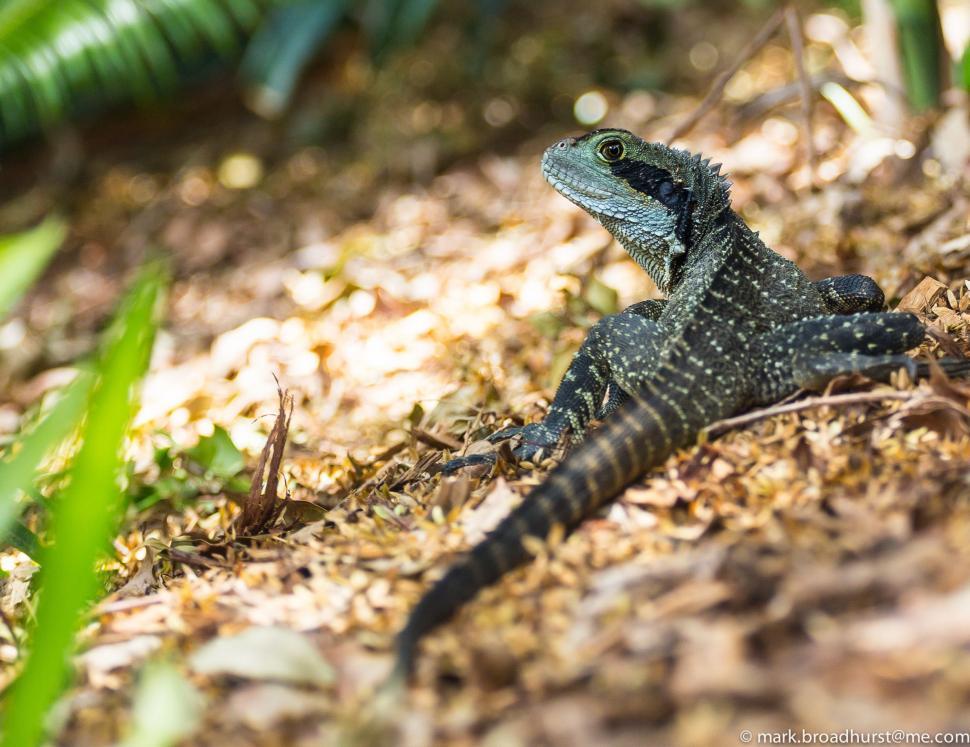 Free Image of Australian water dragon 