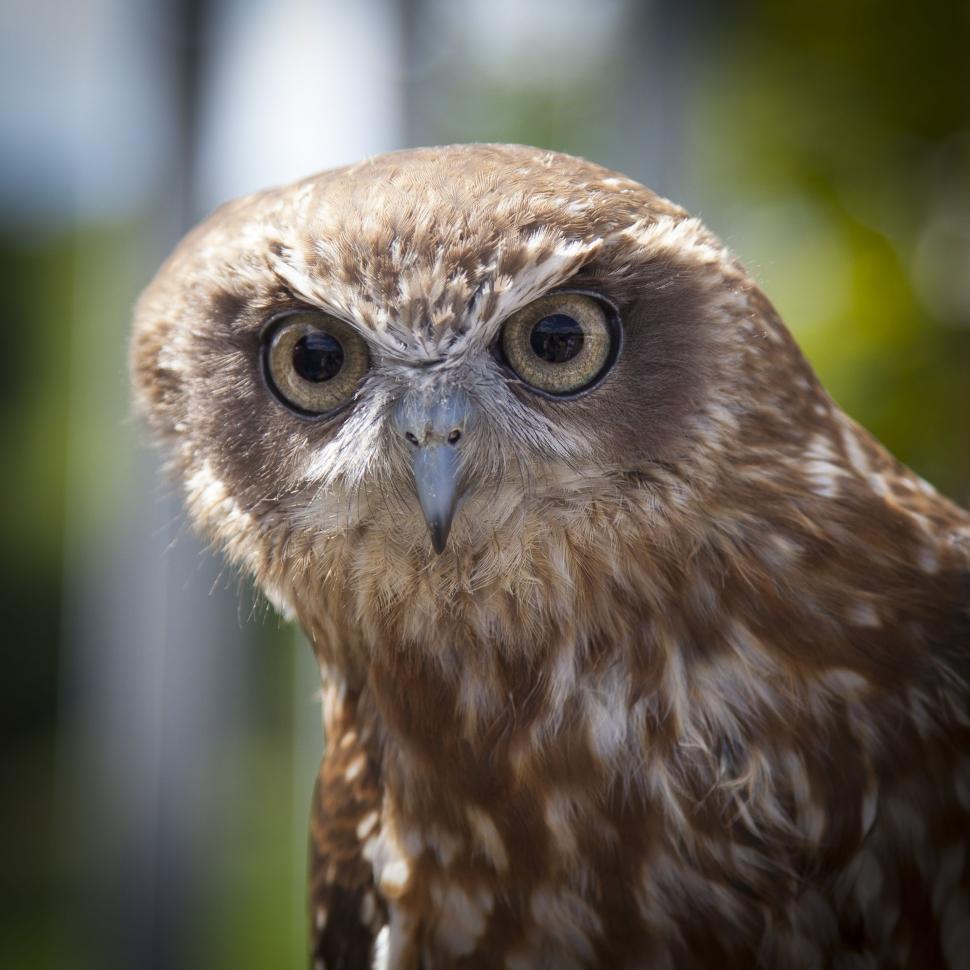 Free Image of Owl Eyes  