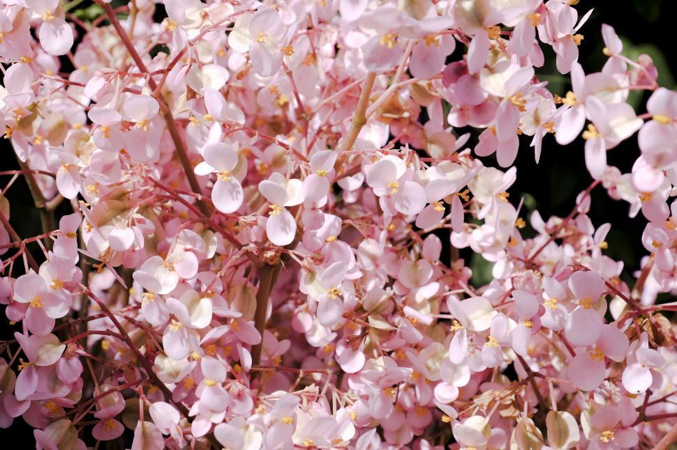 Free Image of Cherry blossom flowers  