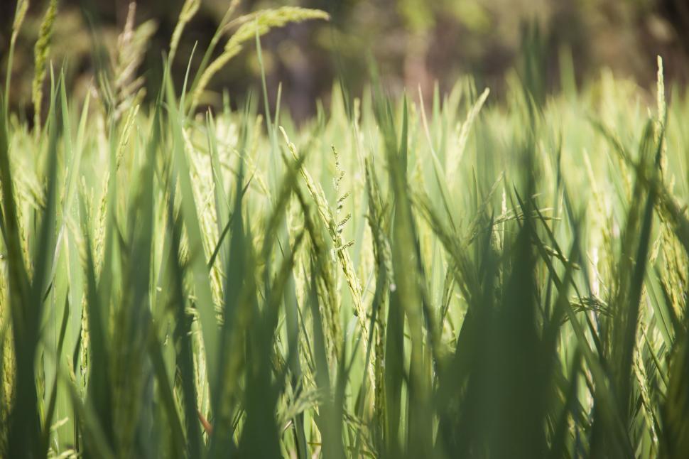 Free Image of Paddy Field 