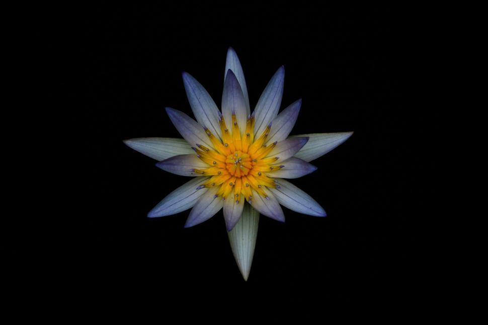 Free Image of Purple Water Lily 