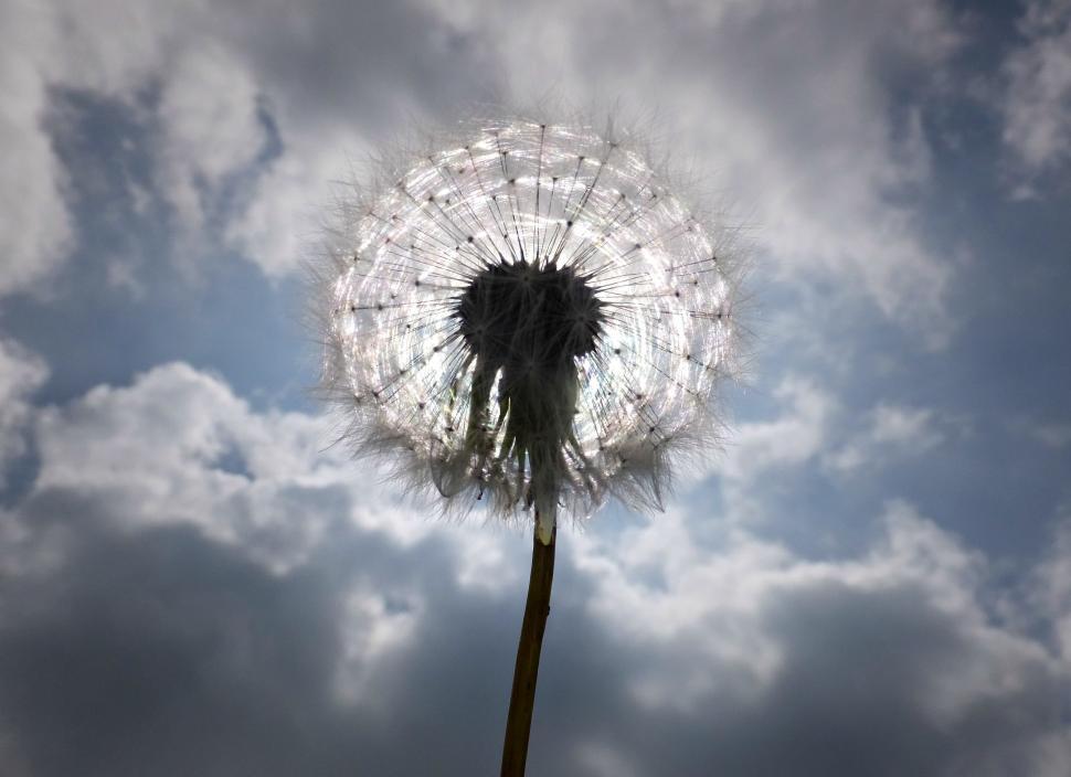 Free Image of Dandelion seeds 