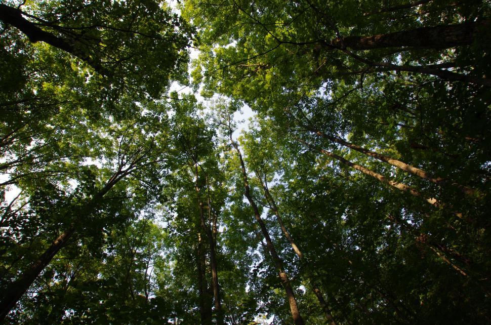 Free Image of Trees from down 