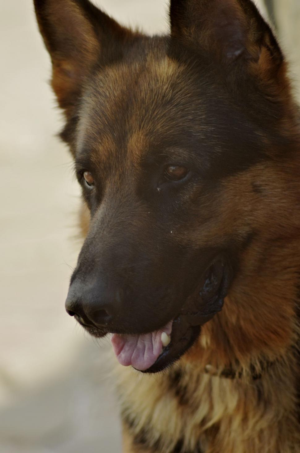 Free Image of German Shepherd (Dog)  