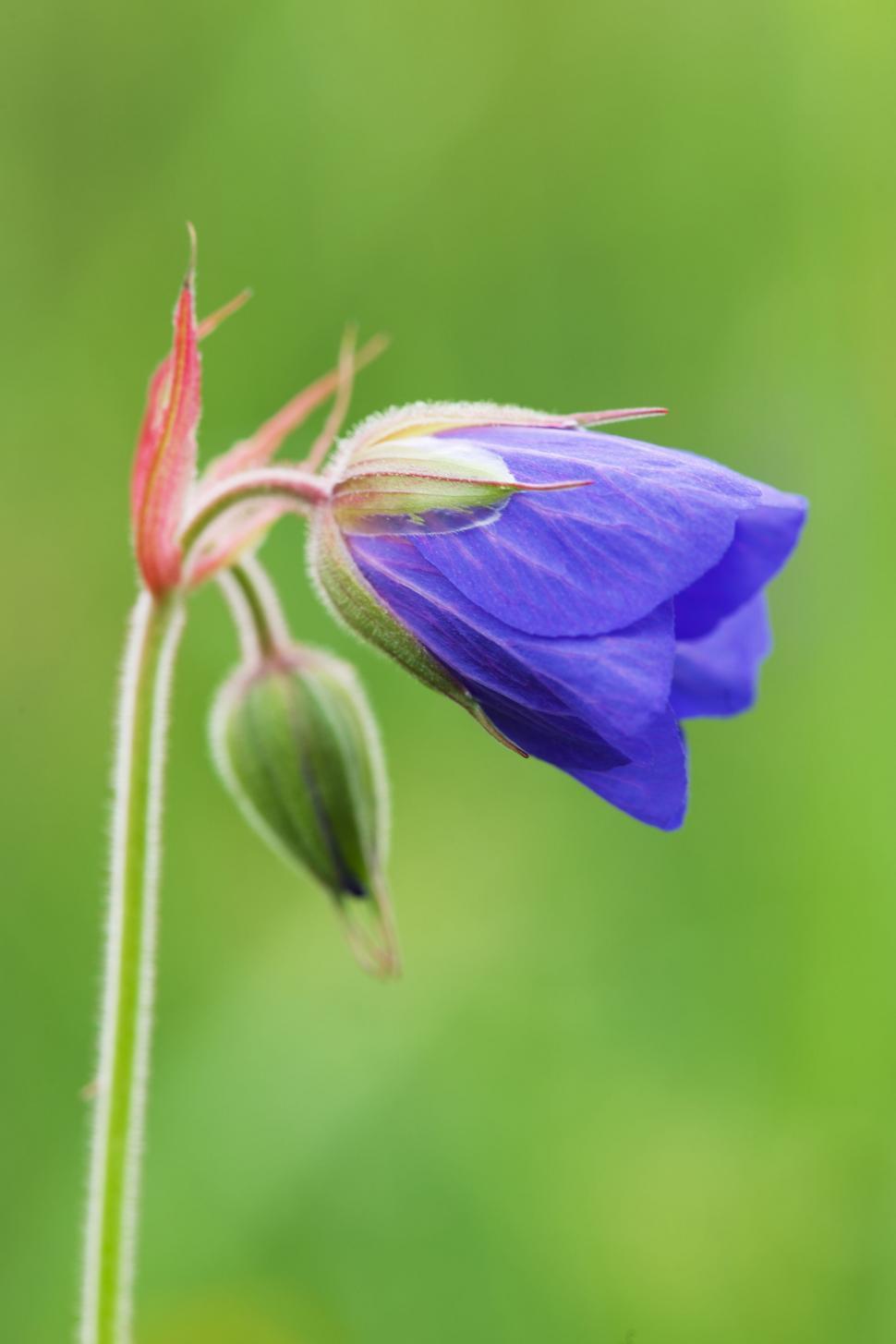 Free Image of Blue flower 