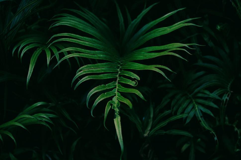 Free Image of Fern leaves 
