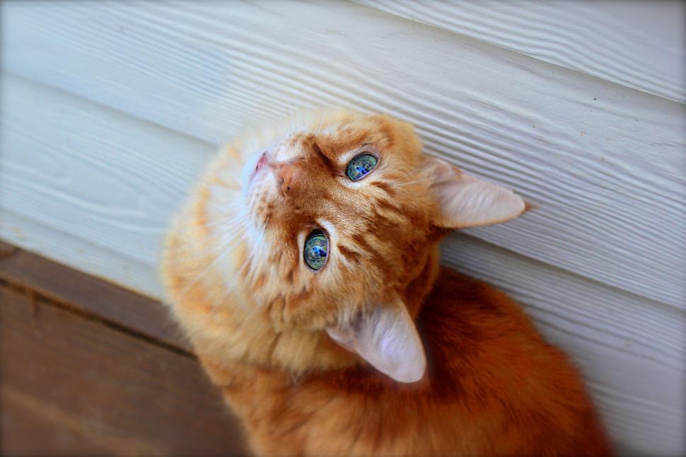 Free Image of Cute Cat in upside down pose  