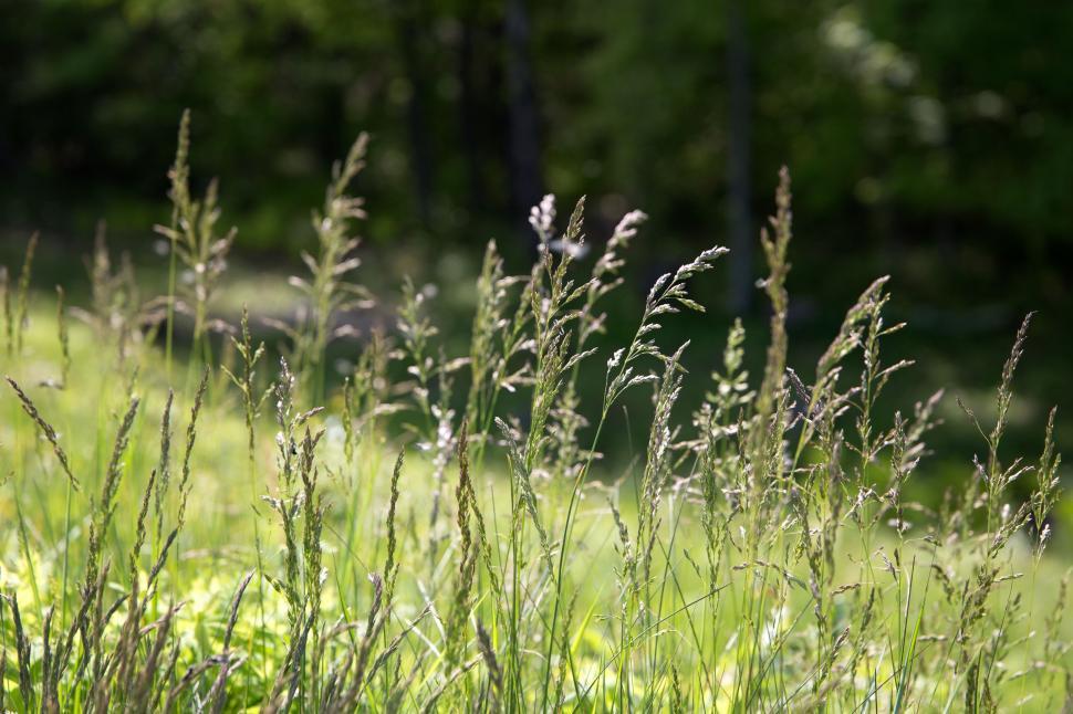 Free Image of Green Grass  