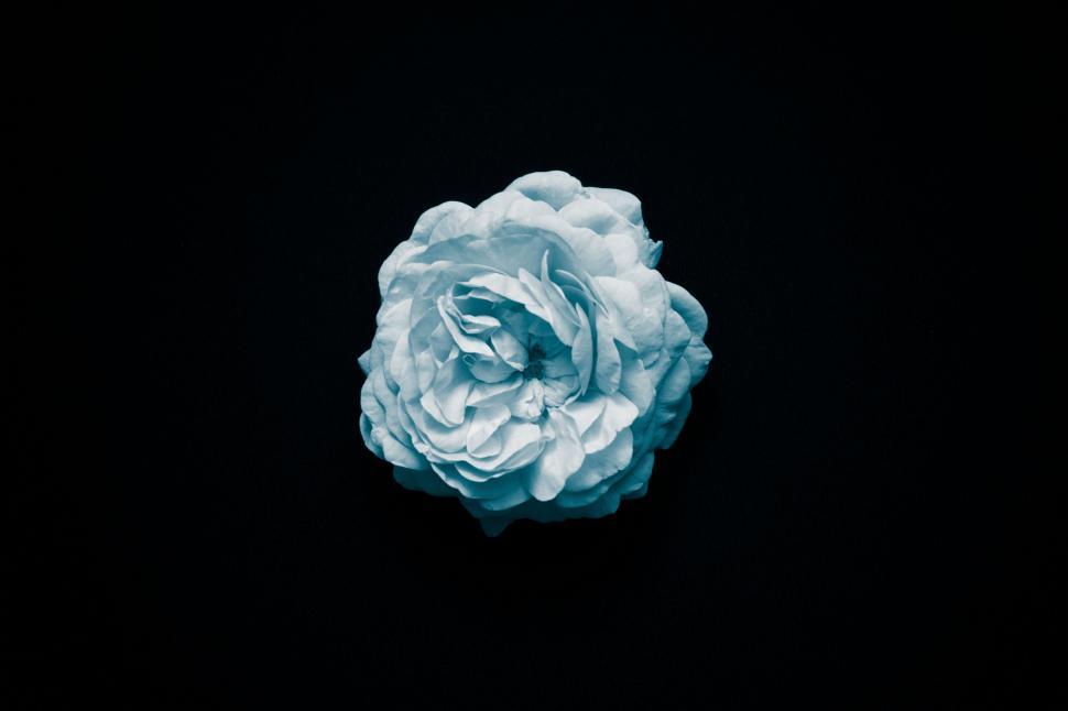Free Image of Flower on black  