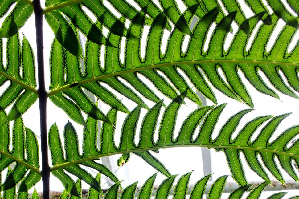 Free Image of Green Leaves  