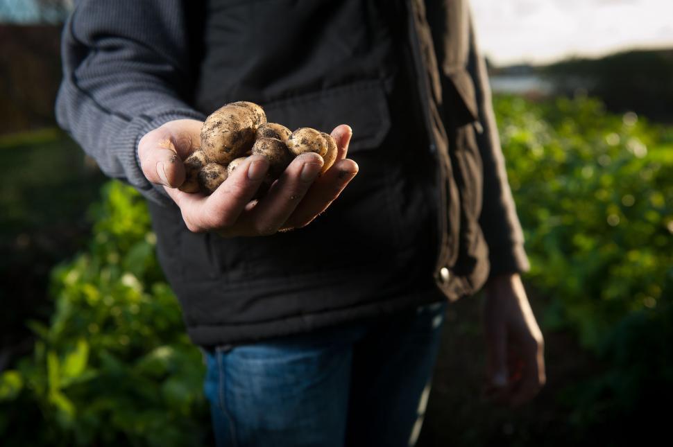 Free Image of Potatoes in Hand 