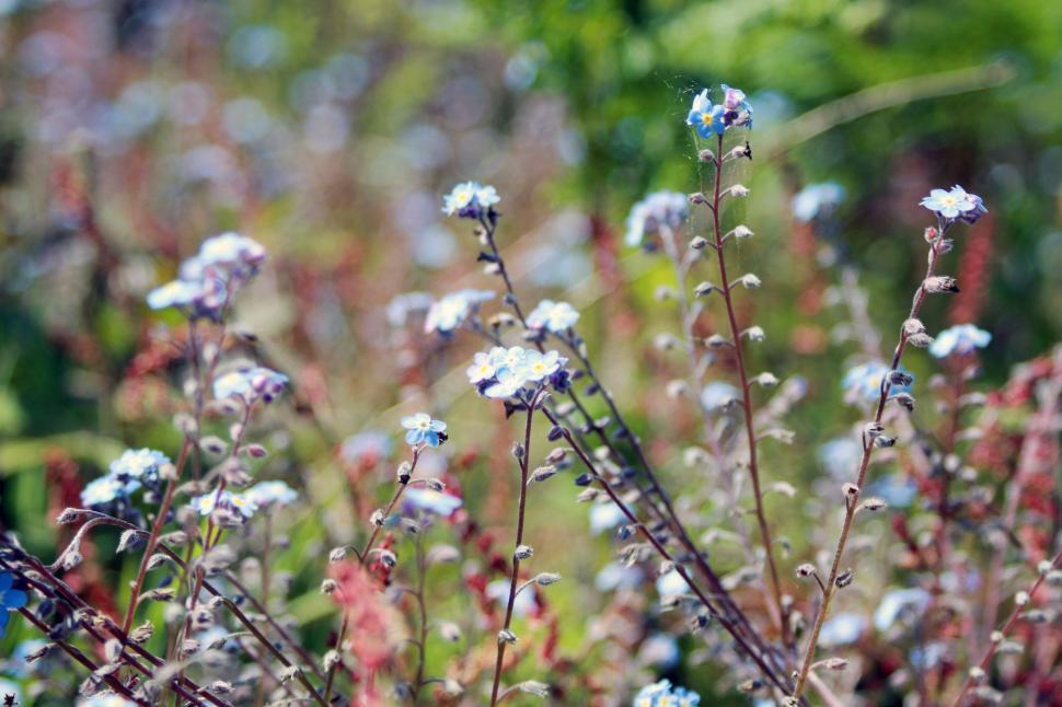 Free Image of Wild Flowers in garden 