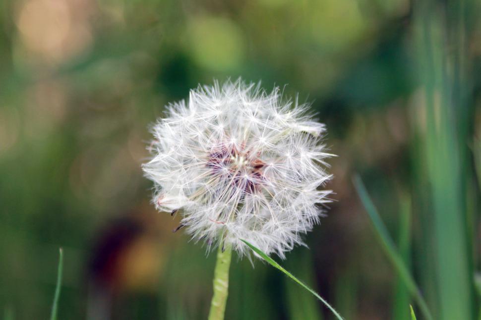 Free Image of Dandelion Furry  