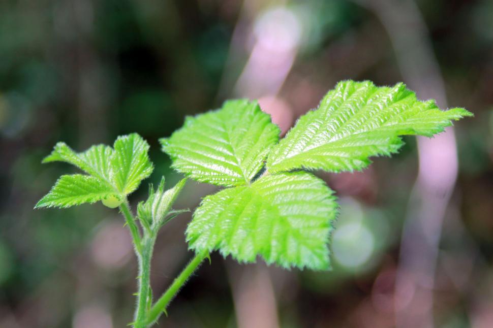 Free Image of Leaves of Plant  