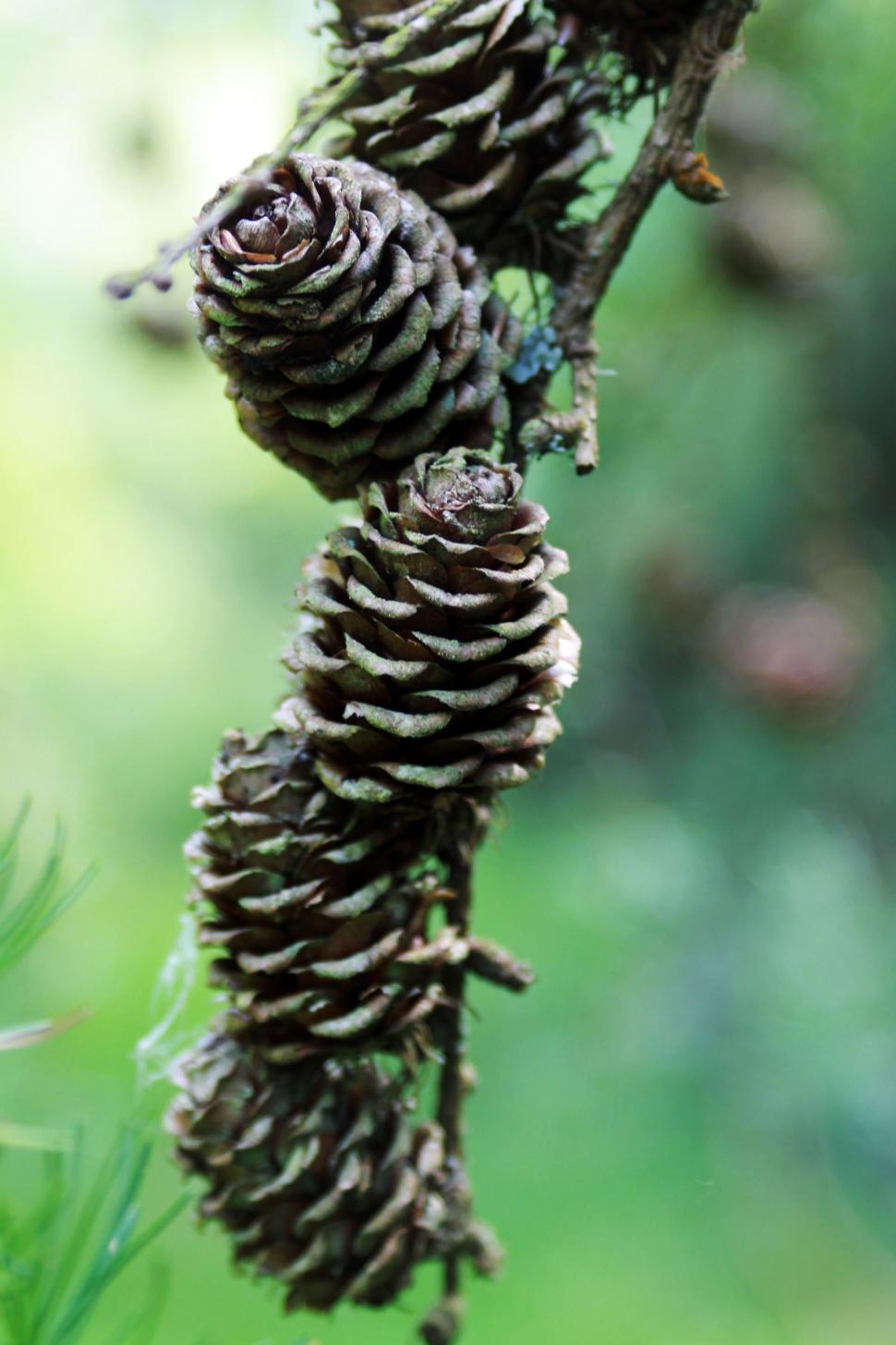 Free Image of Trees with pine cones 