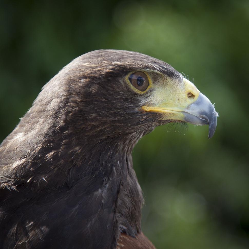 Free Image of Eagle Eyes  