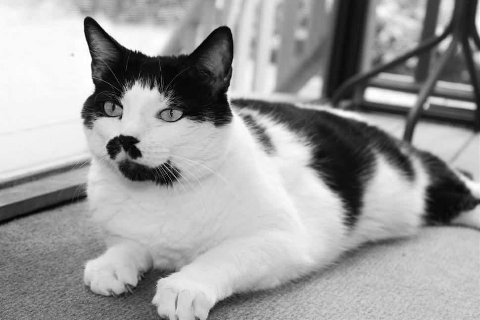 Free Image of Cat - B&W 