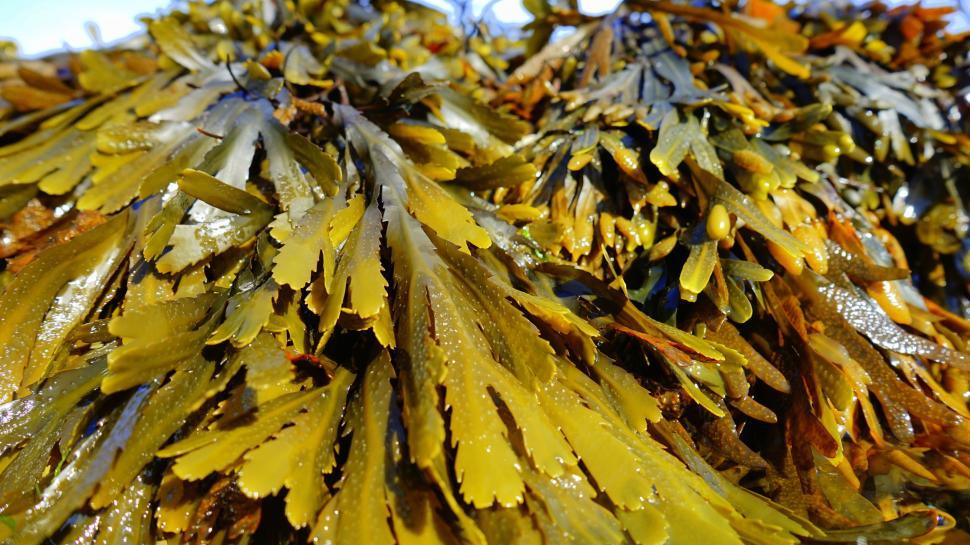 Free Image of Seaweed on beach 