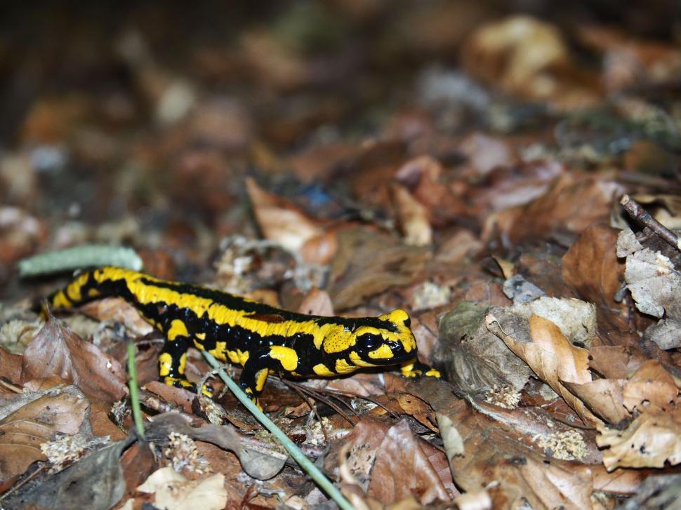 Free Image of Salamander 